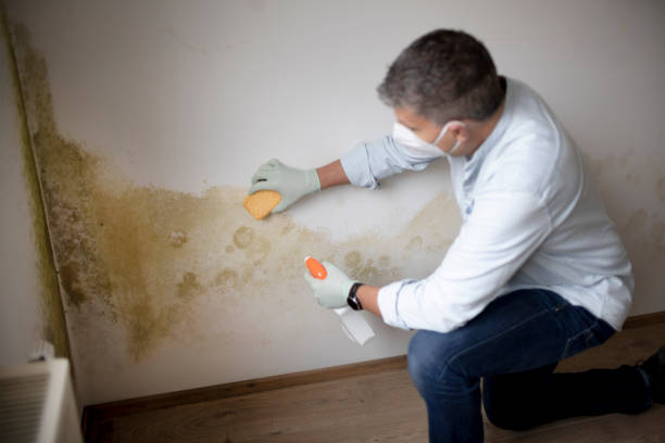 Best Emergency Mold Remediation  in Mount Juliet, TN