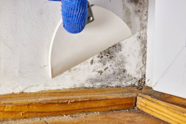 Best Mold-Related Health Consultation  in Mount Juliet, TN